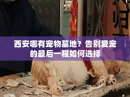 西安哪有宠物墓地？告别爱宠的最后一程如何选择