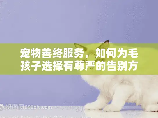 宠物善终服务，如何为毛孩子选择有尊严的告别方式？