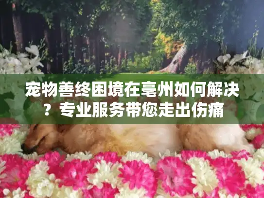 宠物善终困境在亳州如何解决？专业服务带您走出伤痛