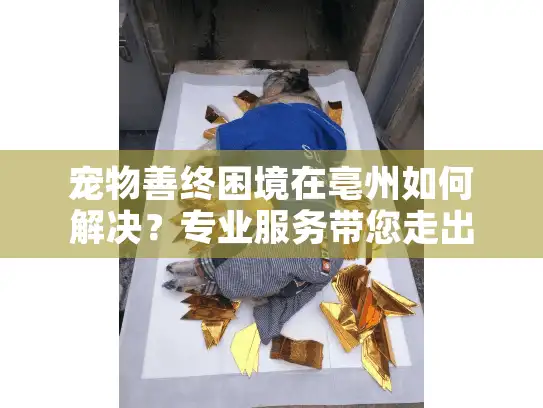 宠物善终困境在亳州如何解决？专业服务带您走出伤痛