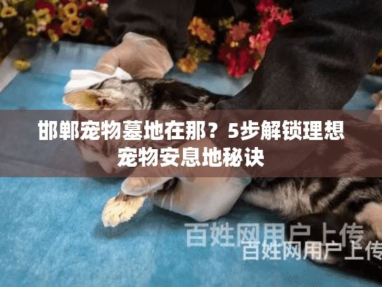 邯郸宠物墓地在那？5步解锁理想宠物安息地秘诀