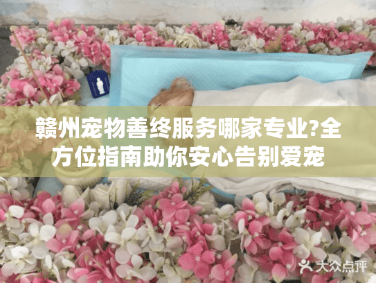 赣州宠物善终服务哪家专业?全方位指南助你安心告别爱宠