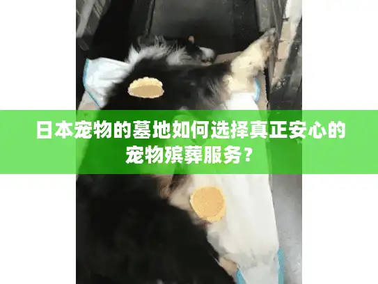 日本宠物的墓地如何选择真正安心的宠物殡葬服务? 日本宠物的墓地如何选择真正安心的宠物殡葬服务?