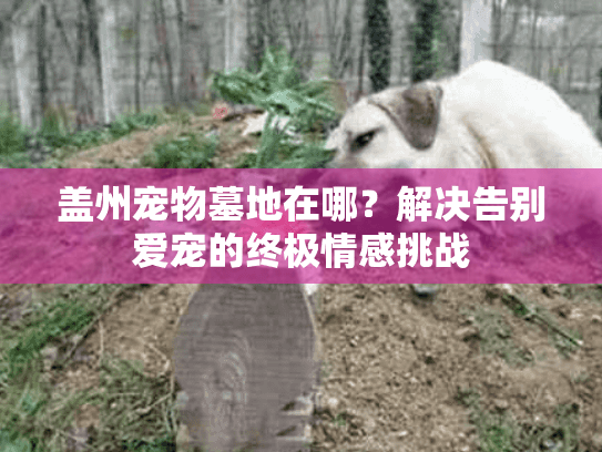 盖州宠物墓地在哪？解决告别爱宠的终极情感挑战