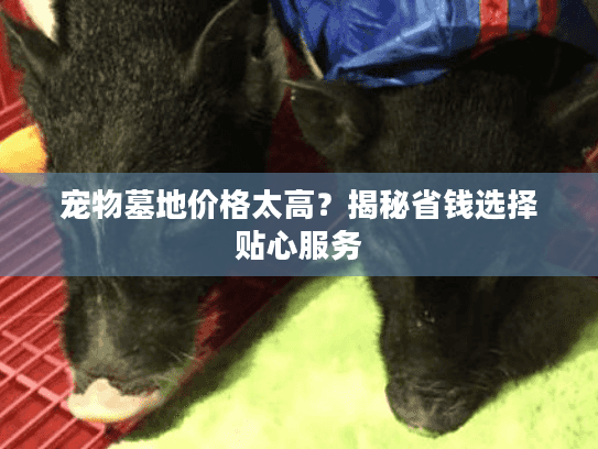 宠物墓地价格太高？揭秘省钱选择贴心服务