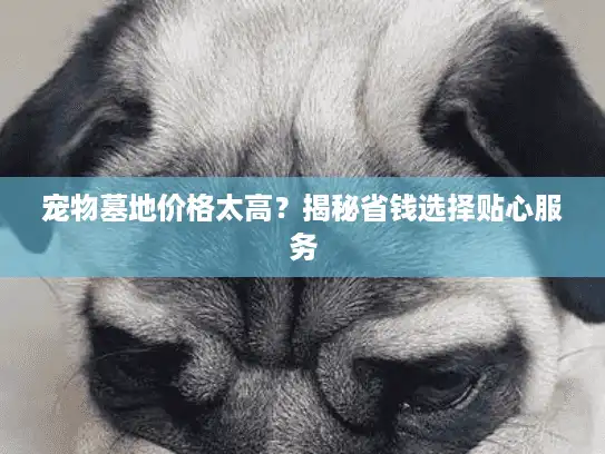 宠物墓地价格太高？揭秘省钱选择贴心服务
