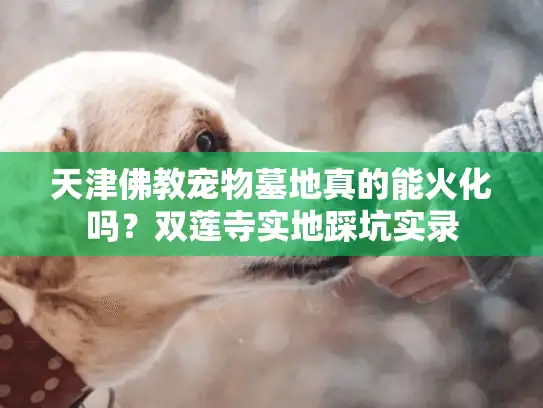 天津佛教宠物墓地真的能火化吗?双莲寺实地踩坑实录 天津佛教宠物墓地真的能火化吗?双莲寺实地踩坑实录