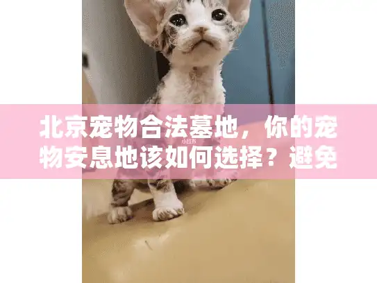 北京宠物合法墓地，你的宠物安息地该如何选择？避免这些常见错误！
