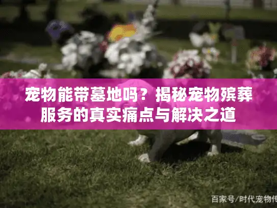 宠物能带墓地吗?揭秘宠物殡葬服务的真实痛点与解决之道 宠物能带墓地吗?揭秘宠物殡葬服务的真实痛点与解决之道