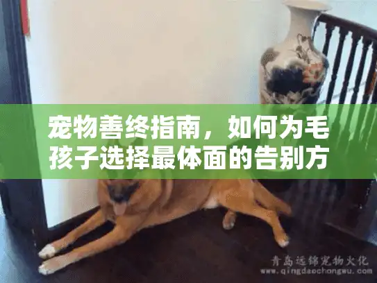 宠物善终指南，如何为毛孩子选择最体面的告别方式？