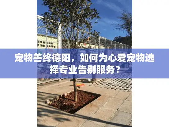 宠物善终德阳，如何为心爱宠物选择专业告别服务？