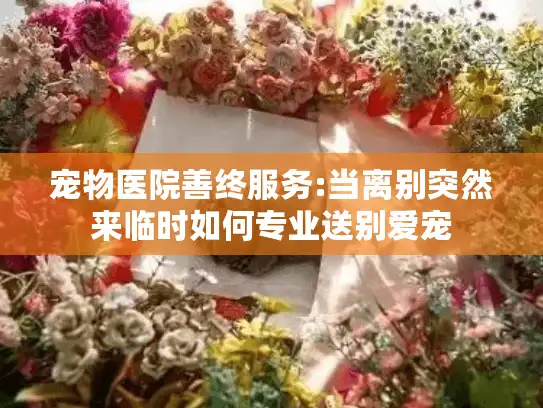 宠物医院善终服务:当离别突然来临时如何专业送别爱宠