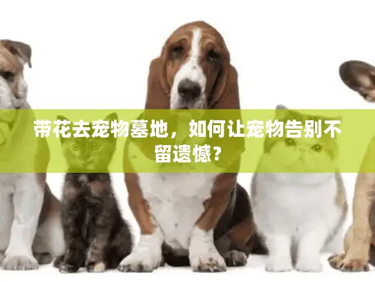 带花去宠物墓地，如何让宠物告别不留遗憾？