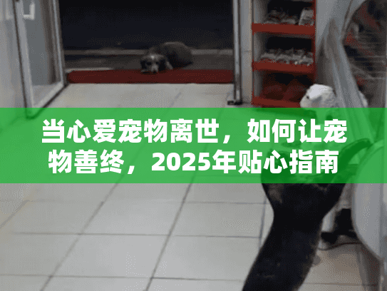 当心爱宠物离世，如何让宠物善终，2025年贴心指南