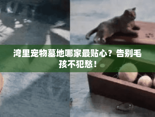 湾里宠物墓地哪家最贴心?告别毛孩不犯愁! 湾里宠物墓地哪家最贴心?告别毛孩不犯愁!