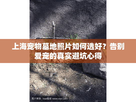 上海宠物墓地照片如何选好？告别爱宠的真实避坑心得