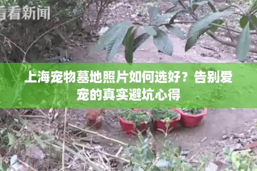 上海宠物墓地照片如何选好？告别爱宠的真实避坑心得