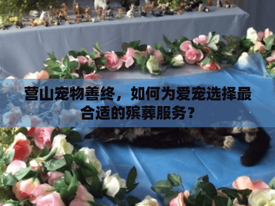 营山宠物善终，如何为爱宠选择最合适的殡葬服务？