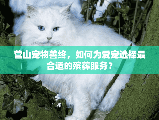 营山宠物善终，如何为爱宠选择最合适的殡葬服务？