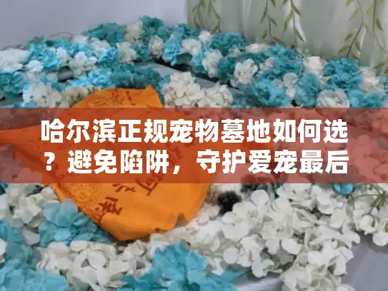 哈尔滨正规宠物墓地如何选？避免陷阱，守护爱宠最后尊严