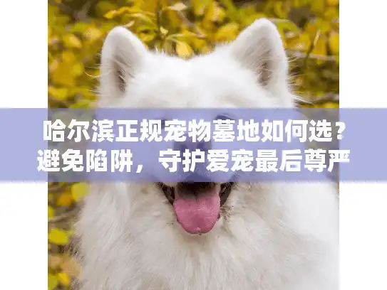 哈尔滨正规宠物墓地如何选？避免陷阱，守护爱宠最后尊严