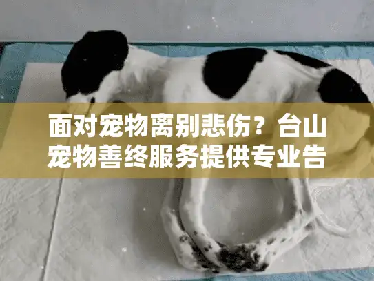 面对宠物离别悲伤?台山宠物善终服务提供专业告别方案 面对宠物离别悲伤?台山宠物善终服务提供专业告别方案