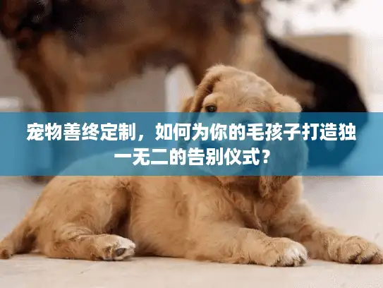 宠物善终定制，如何为你的毛孩子打造独一无二的告别仪式？