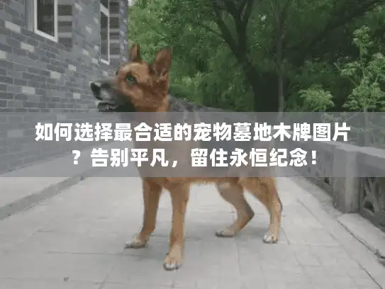 如何选择最合适的宠物墓地木牌图片?告别平凡,留住永恒纪念! 如何选择最合适的宠物墓地木牌图片?告别平凡,留住永恒纪念!