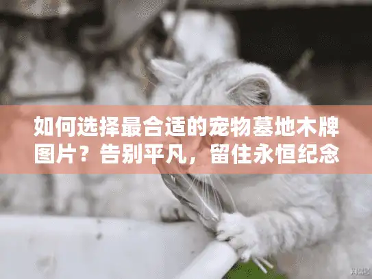 如何选择最合适的宠物墓地木牌图片?告别平凡,留住永恒纪念! 如何选择最合适的宠物墓地木牌图片?告别平凡,留住永恒纪念!