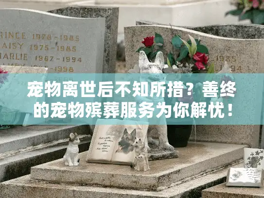宠物离世后不知所措？善终的宠物殡葬服务为你解忧！