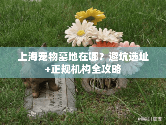上海宠物墓地在哪？避坑选址+正规机构全攻略