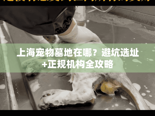 上海宠物墓地在哪？避坑选址+正规机构全攻略