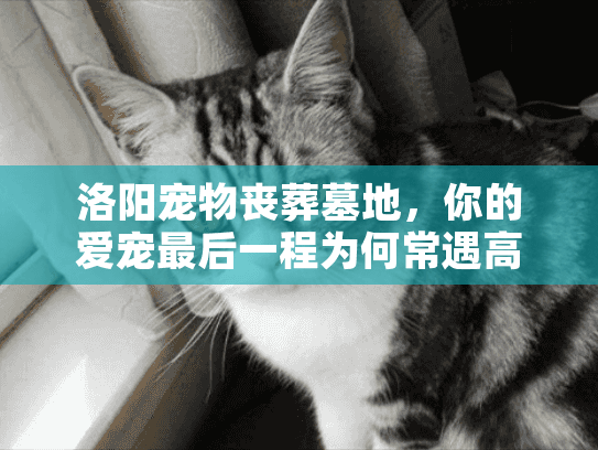 洛阳宠物丧葬墓地，你的爱宠最后一程为何常遇高价陷阱？