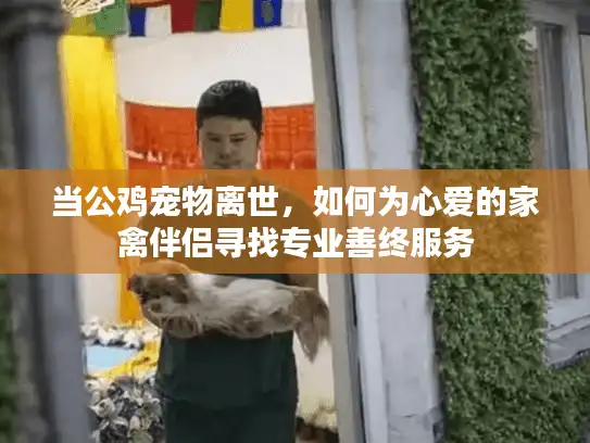 当公鸡宠物离世，如何为心爱的家禽伴侣寻找专业善终服务