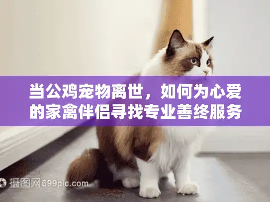 当公鸡宠物离世，如何为心爱的家禽伴侣寻找专业善终服务