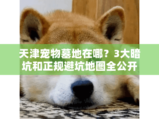 天津宠物墓地在哪？3大暗坑和正规避坑地图全公开