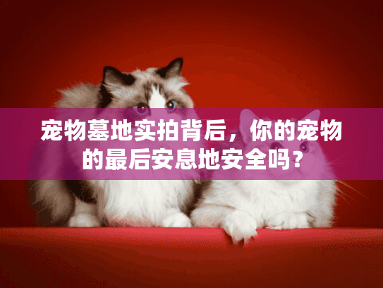 宠物墓地实拍背后,你的宠物的最后安息地安全吗? 宠物墓地实拍背后,你的宠物的最后安息地安全吗?