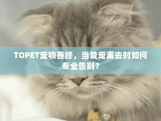 TOPET宠物善终，当爱宠离去时如何专业告别？