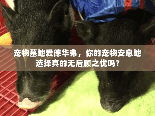 宠物墓地爱德华弗,你的宠物安息地选择真的无后顾之忧吗? 宠物墓地爱德华弗,你的宠物安息地选择真的无后顾之忧吗?