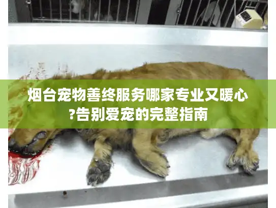 烟台宠物善终服务哪家专业又暖心?告别爱宠的完整指南