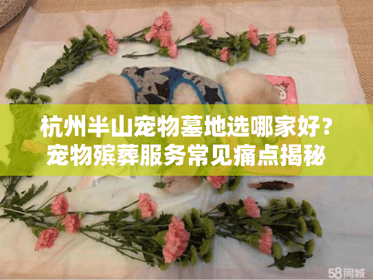杭州半山宠物墓地选哪家好？宠物殡葬服务常见痛点揭秘