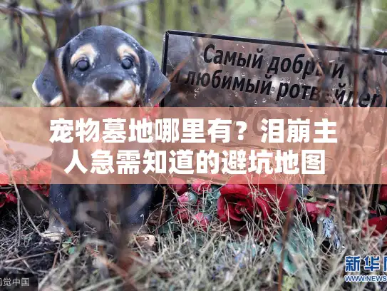 宠物墓地哪里有？泪崩主人急需知道的避坑地图