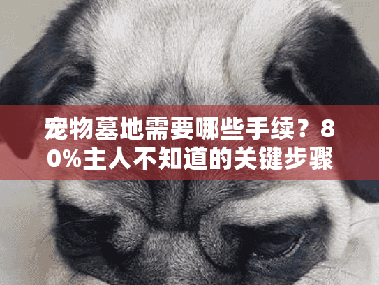 宠物墓地需要哪些手续？80%主人不知道的关键步骤