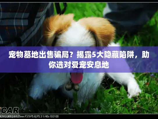 宠物墓地出售骗局?揭露5大隐藏陷阱,助你选对爱宠安息地 宠物墓地出售骗局?揭露5大隐藏陷阱,助你选对爱宠安息地