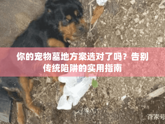 你的宠物墓地方案选对了吗？告别传统陷阱的实用指南