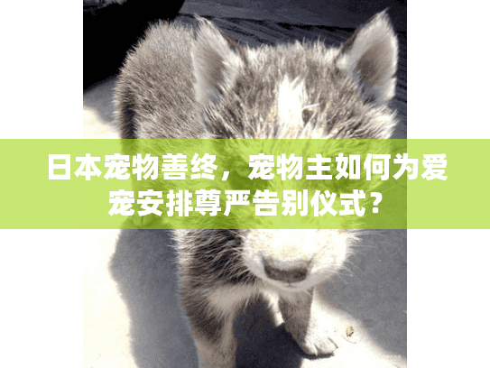 日本宠物善终,宠物主如何为爱宠安排尊严告别仪式? 日本宠物善终,宠物主如何为爱宠安排尊严告别仪式?