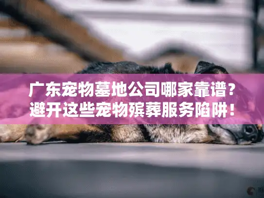 广东宠物墓地公司哪家靠谱？避开这些宠物殡葬服务陷阱！