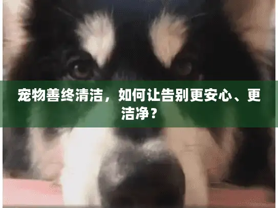 宠物善终清洁，如何让告别更安心、更洁净？