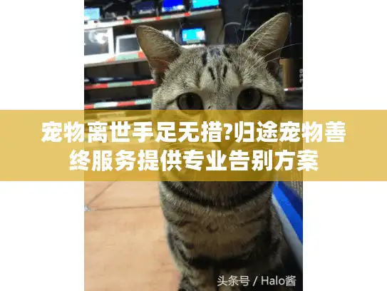 宠物离世手足无措?归途宠物善终服务提供专业告别方案