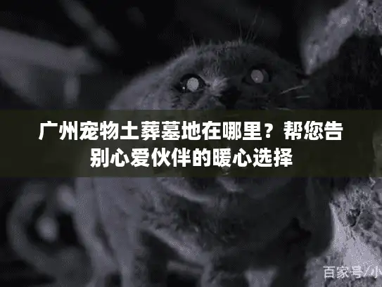 广州宠物土葬墓地在哪里？帮您告别心爱伙伴的暖心选择